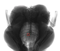 X-ray system finds stainless steel within  whole chicken 