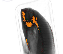 X5 Bulkflow provides excellent detection of bone in filleted fish